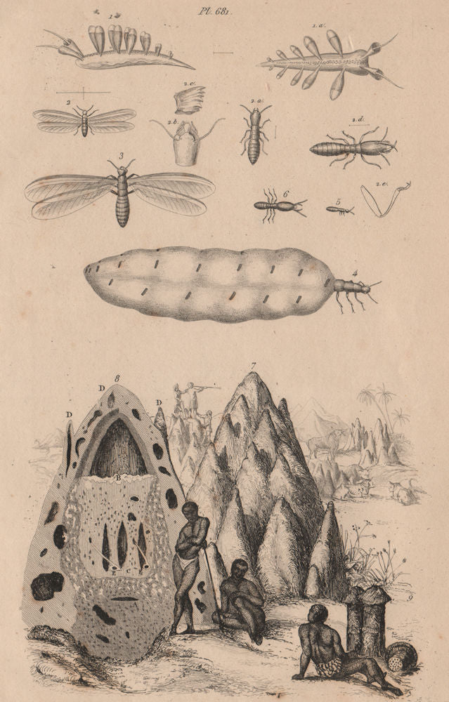 ANIMALS. Tergipes. Nudibranch. Termès (Termites). Mound 1834 old antique print